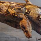 Boa Constrictor Imperator