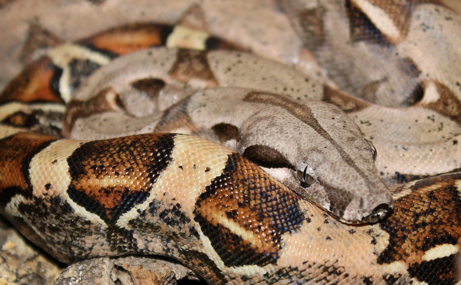 Boa constrictor imperator