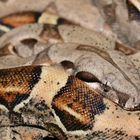 Boa constrictor imperator