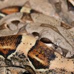 Boa constrictor imperator