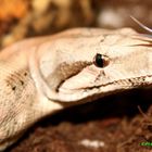 Boa constrictor imperator "Hog Island"