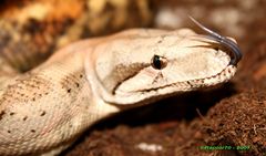 Boa constrictor imperator "Hog Island"