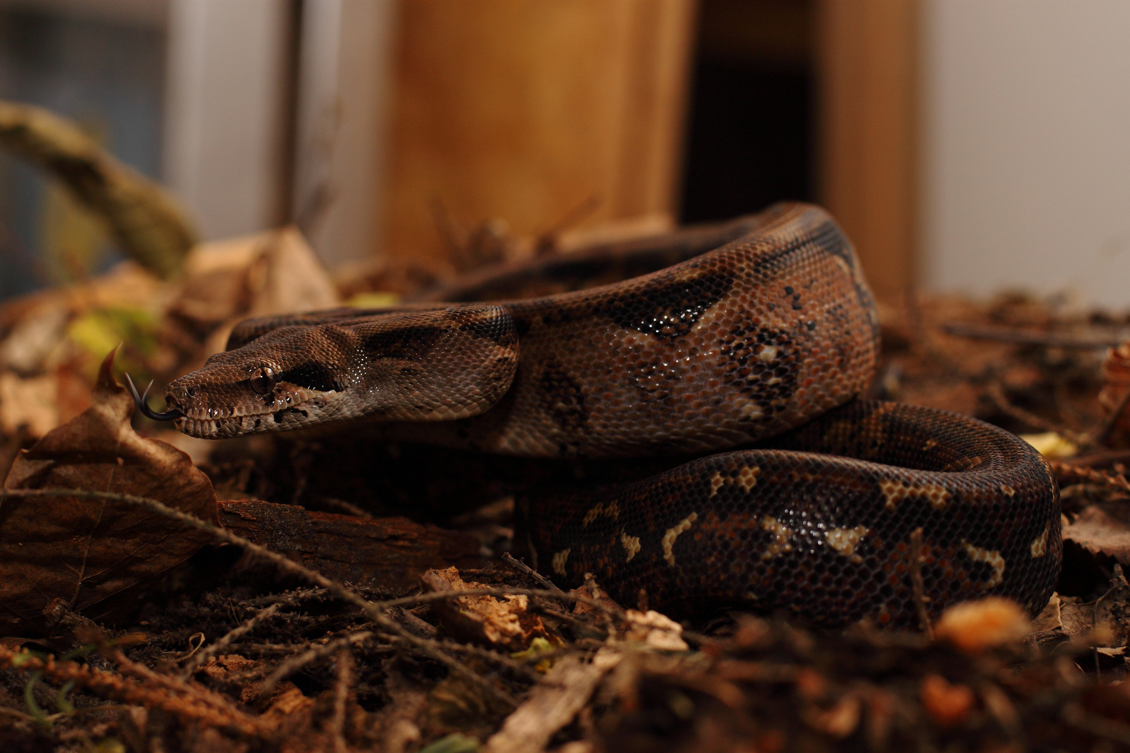 Boa constrictor imperator "Honduras"