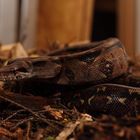 Boa constrictor imperator "Honduras"