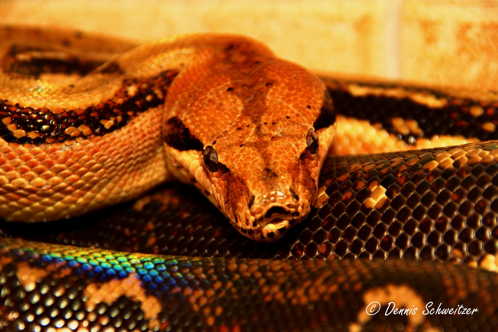 Boa Constrictor Imperator Hunduras