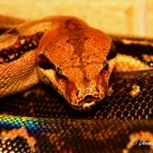 Boa Constrictor Imperator Hunduras