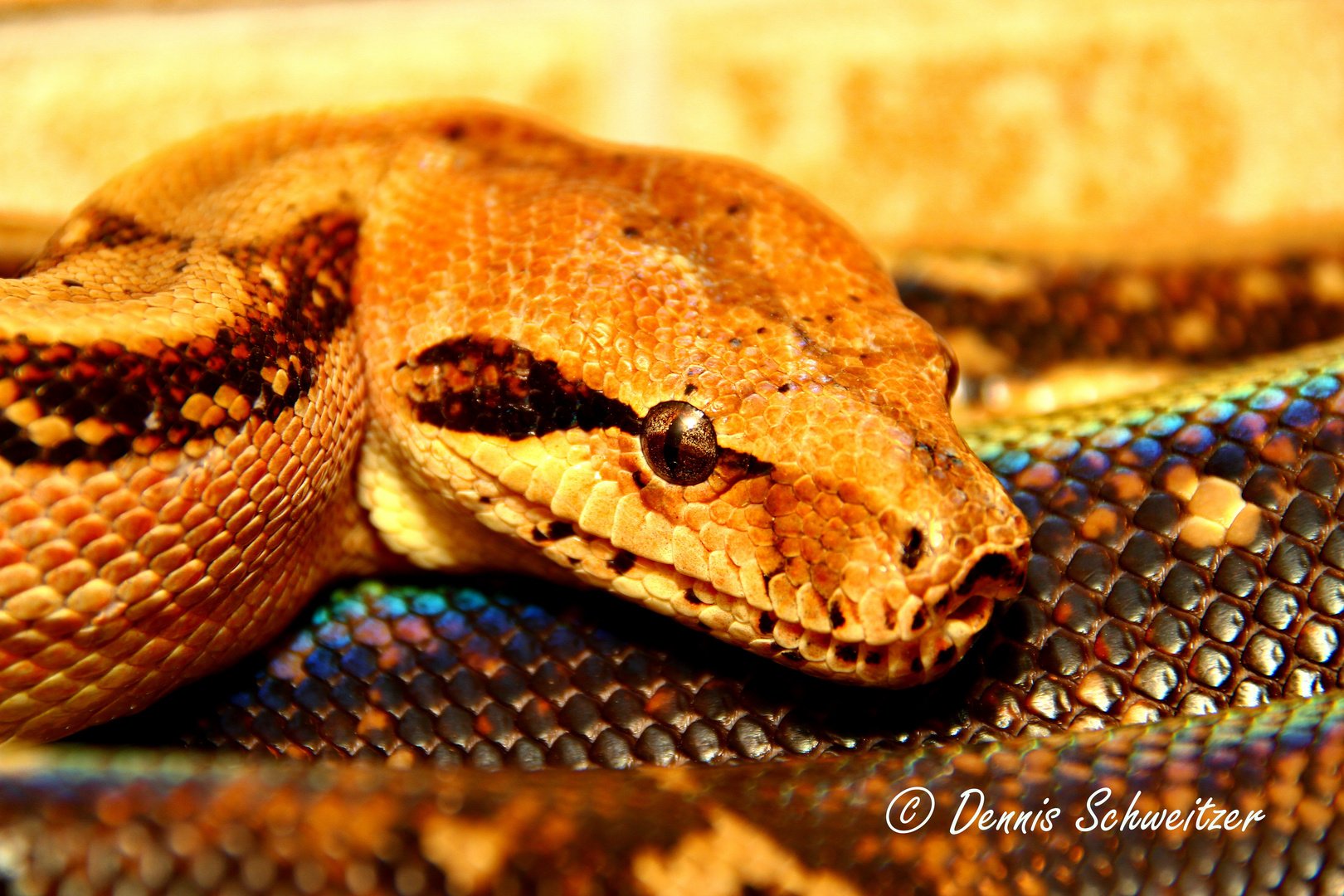 Boa Constrictor Imperator Hunduras II