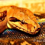 Boa Constrictor Imperator Hunduras II