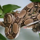 Boa Constrictor Imperator in Palme