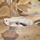 Boa constrictor imperator "Salmon"