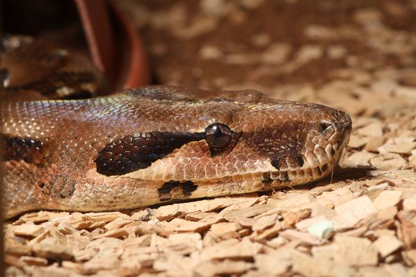 Boa constrictor impertor