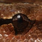 Boa constrictor impertor - Auge