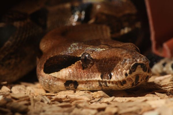 Boa constrictor impertor - Kopf