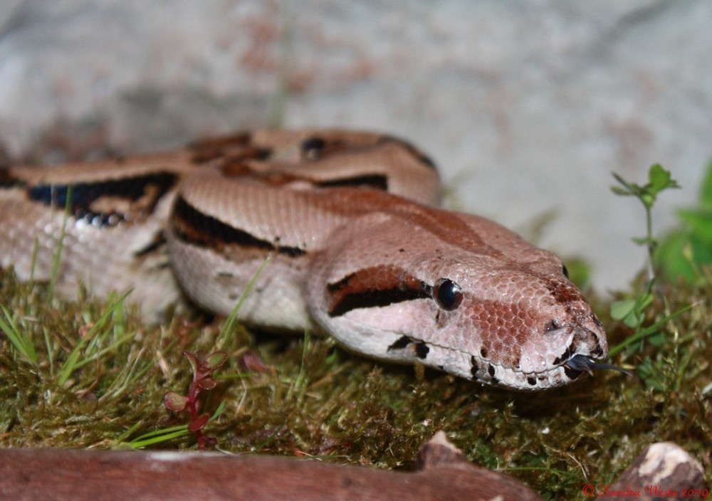 Boa constrictor Mix