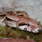 Boa constrictor Mix