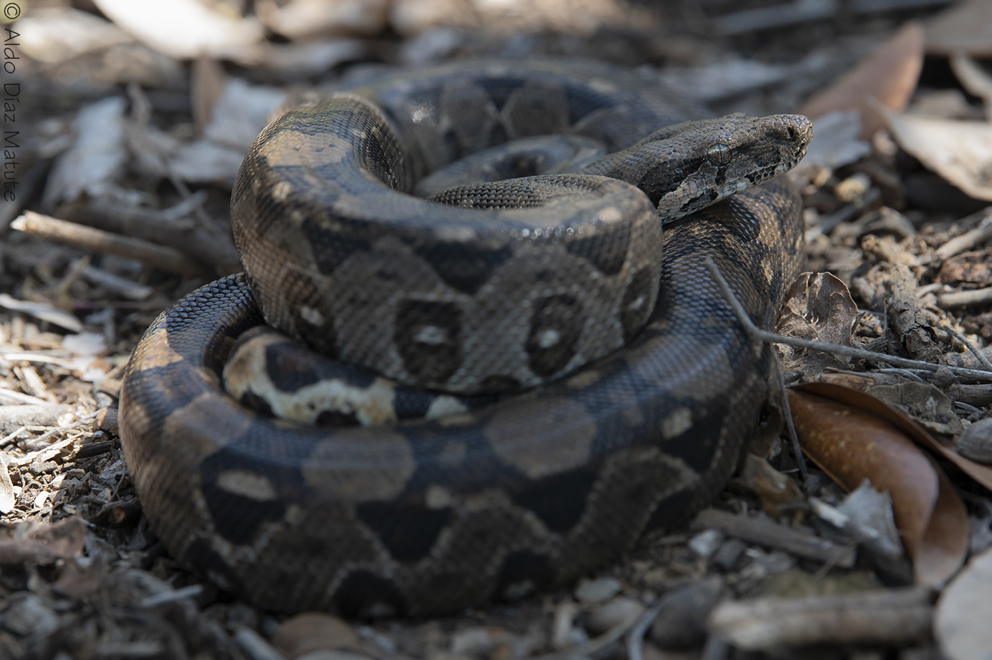 Boa constrictor Ortonii