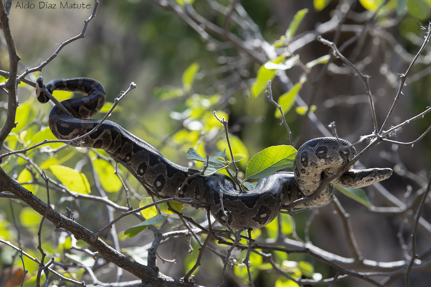 Boa constrictor Ortonii