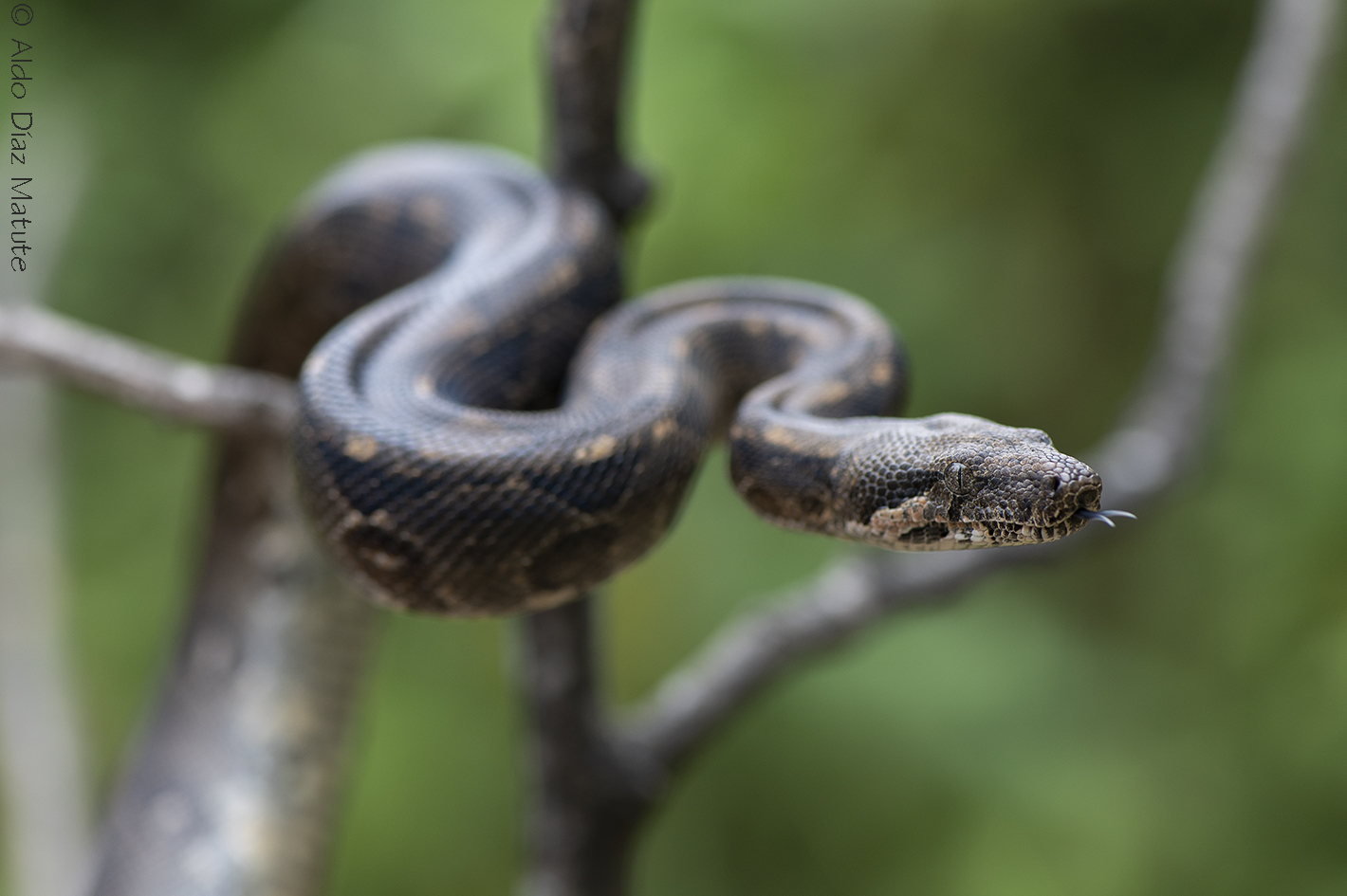 Boa constrictor ortonii