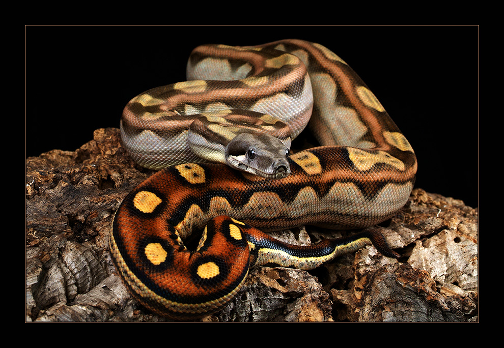 Boa Constrictor (Pastel Motley Boa)