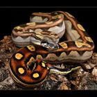 Boa Constrictor (Pastel Motley Boa)