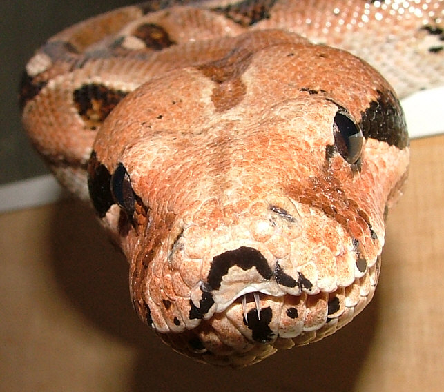 Boa constrictor Portrait