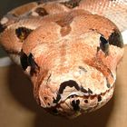 Boa constrictor Portrait