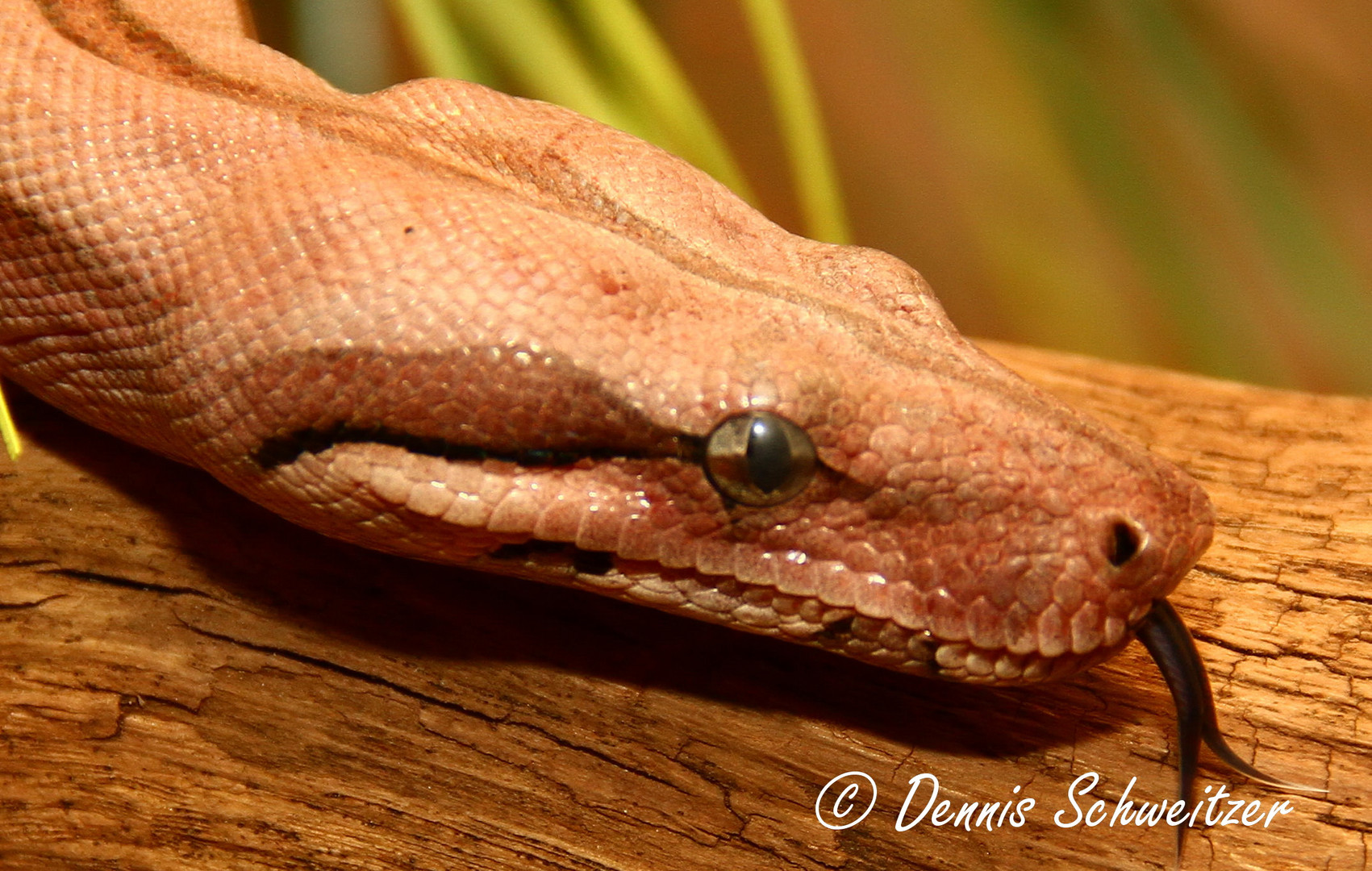 Boa Constrictor Red Coral