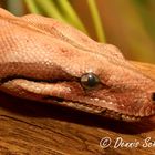 Boa Constrictor Red Coral