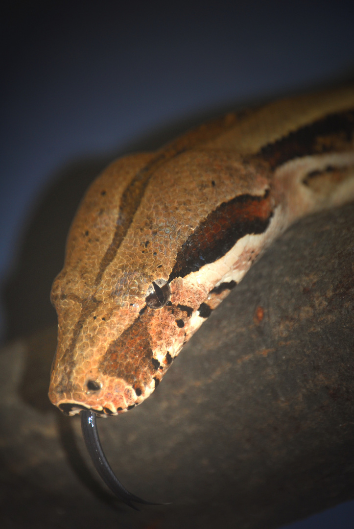 Boa constrictor ssp