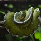 Boa Esmeralda (Coallus Caninus)