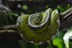 Boa Esmeralda (Coallus Caninus)