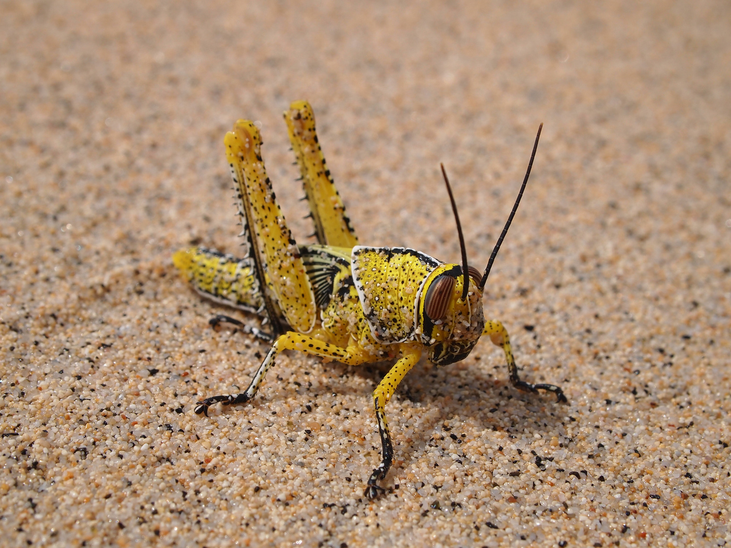 Boa Vista Grashopper