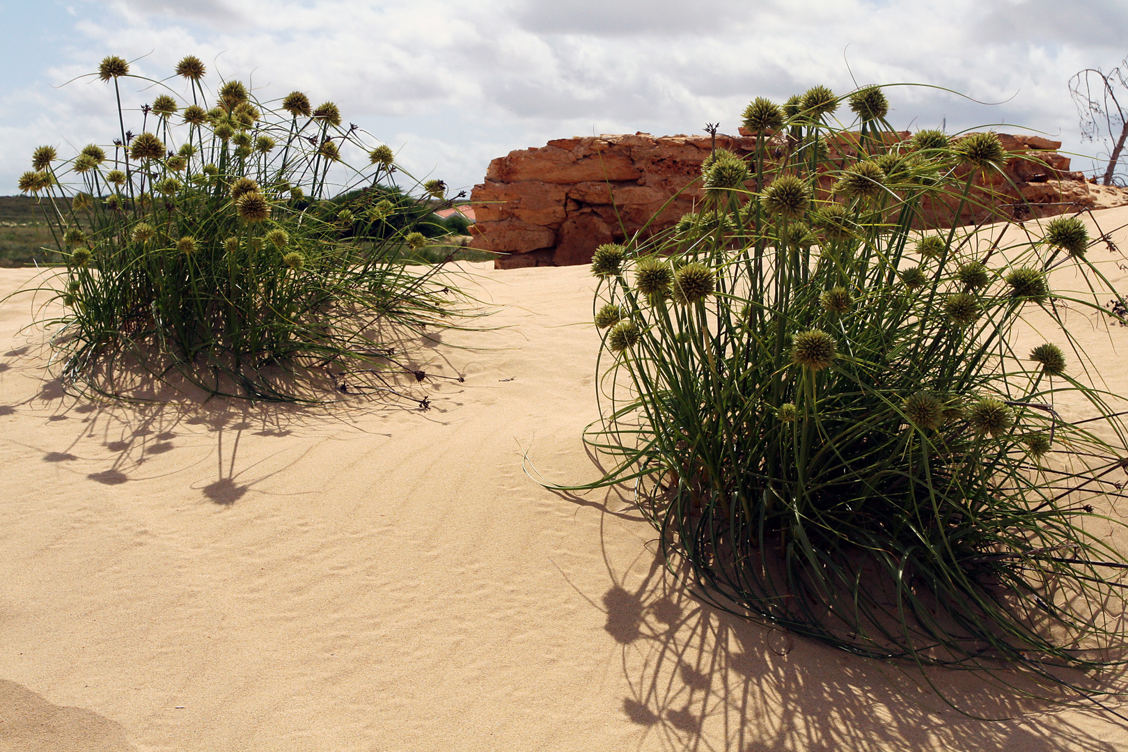 Boa Vista IV