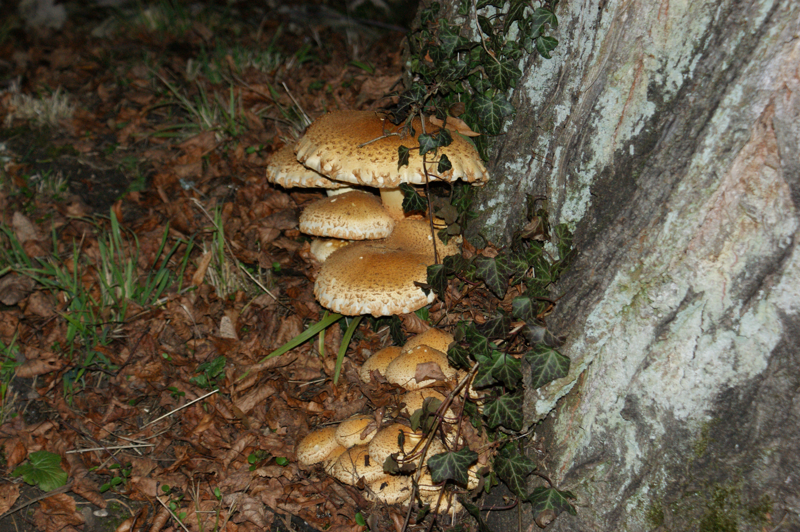 Boa, was fürn Pilz!!! Der is ja riiiieeesiiiiigg!!