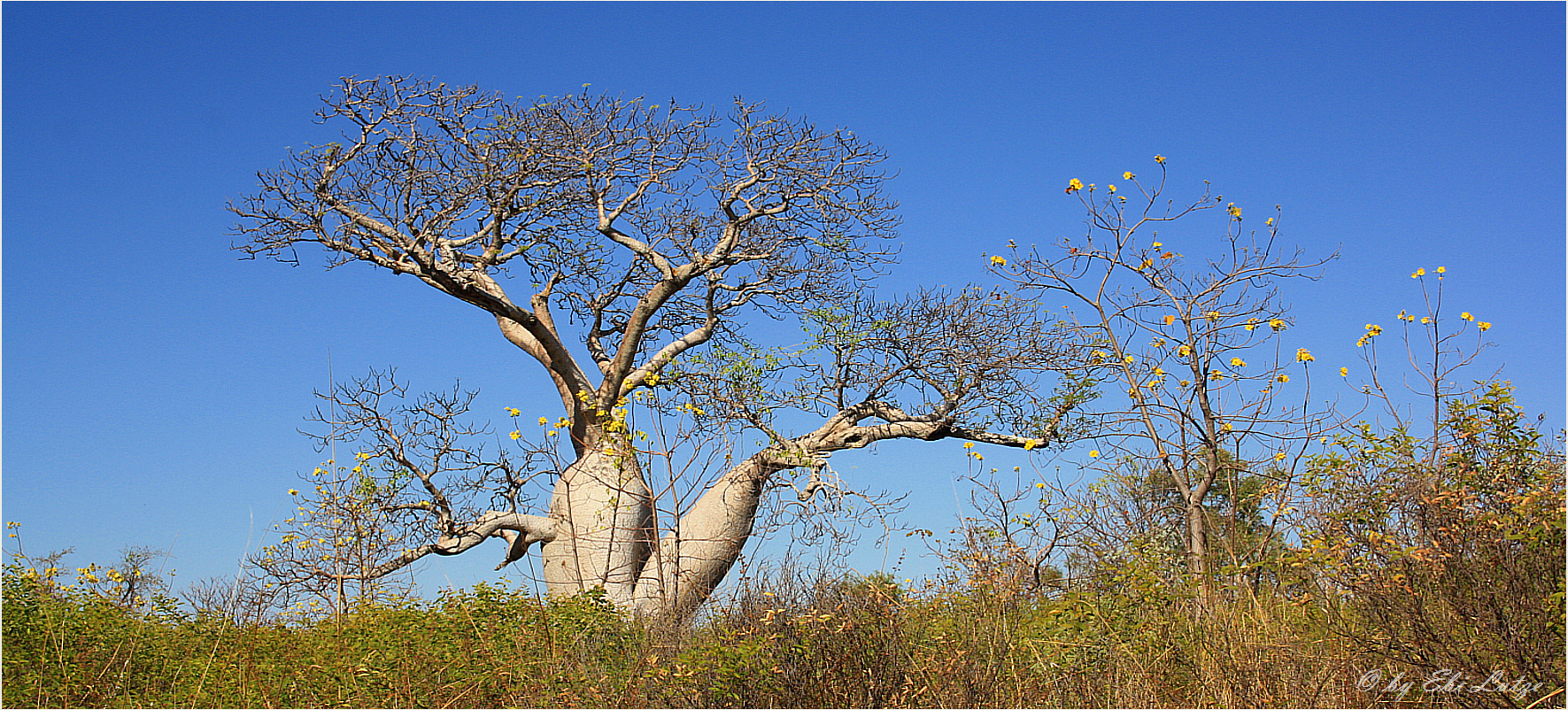 ** Boab at Baines River **