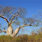 ** Boab at Baines River **