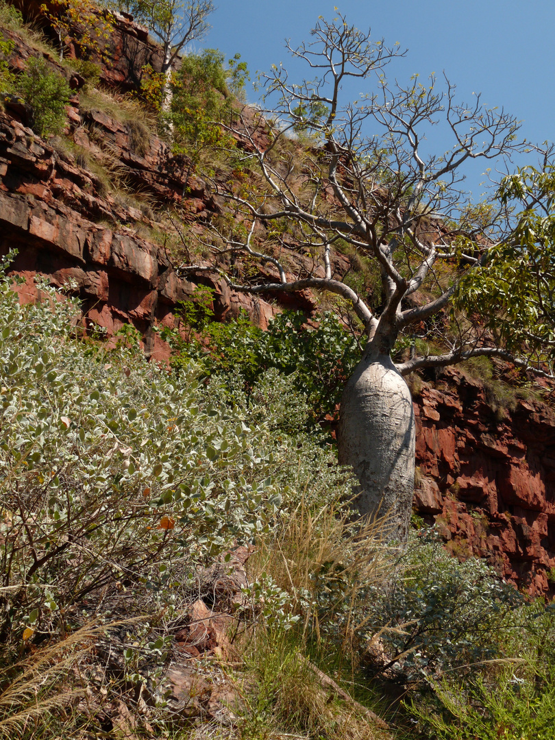 Boab Baum