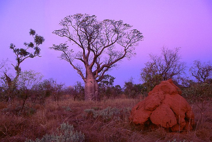 Boab Baum in den Kimberleys, Westaustralien