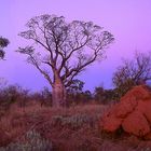 Boab Baum in den Kimberleys, Westaustralien