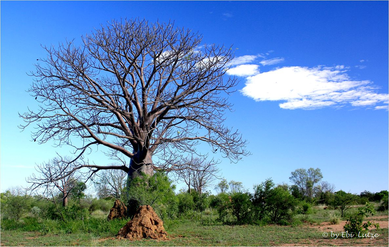 *** Boab near Derby / WA ***