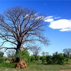 *** Boab near Derby / WA ***