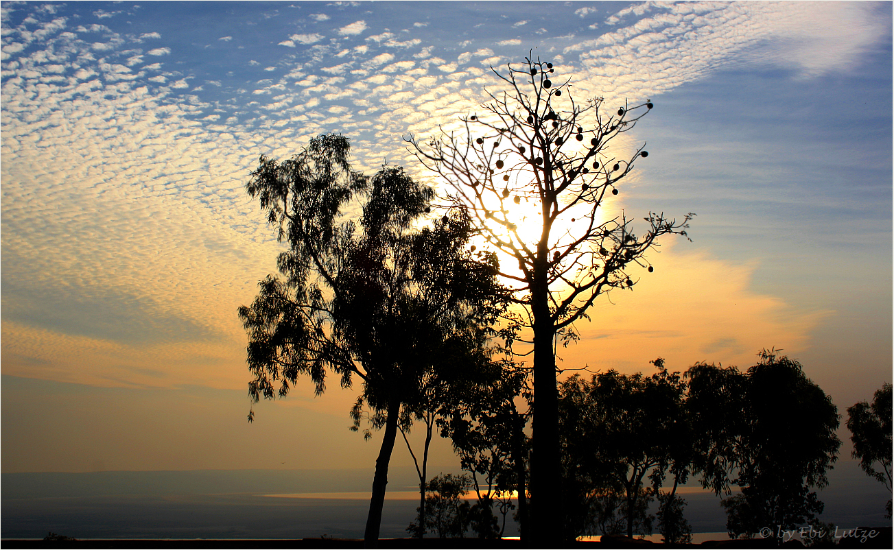 *** Boab Nuts at Sunset /  Cambridge Gulf  WA ***