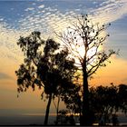 *** Boab Nuts at Sunset /  Cambridge Gulf  WA ***