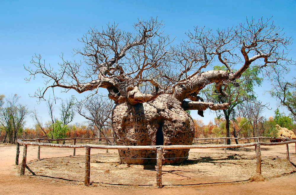 Boab Prison Tree