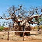 Boab Prison Tree