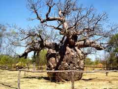 Boab Prison Tree