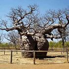 Boab Prison Tree