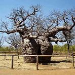 Boab Prison Tree