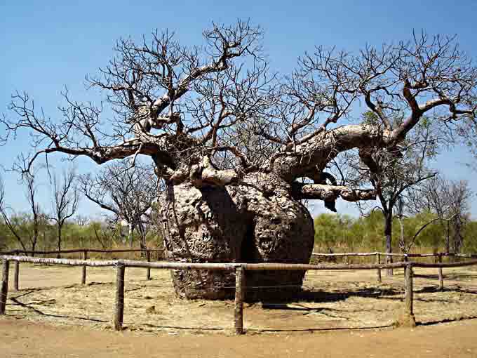 Boab Prison Tree