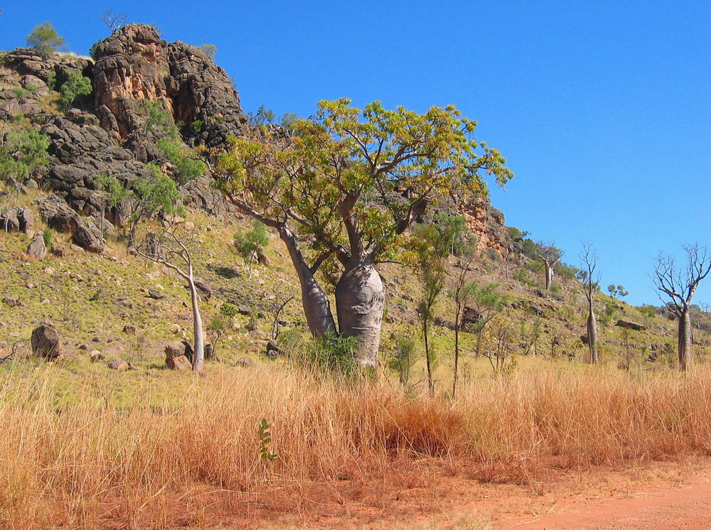 Boab Tree in den Kimberleys